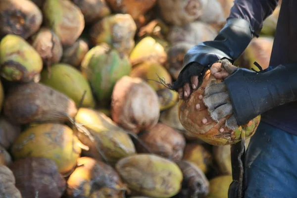 Conde Bahia Brasil Octubre 2021 Trabajador Pele Frutos Coco Secos —  Fotos de Stock