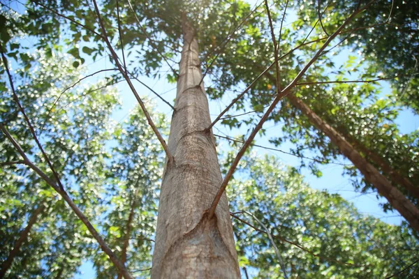 Aanplant Van Eucalyptusbomen Voor Houtproductie Een Boerderij Het Plattelandsgebied Van — Stockfoto
