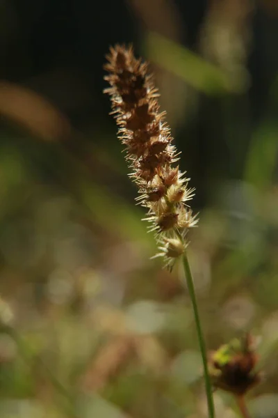 Conde Bahia Brazil Október 2021 Butterbur Növény Cenchrus Echinatus Látható — Stock Fotó