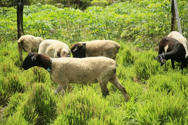 Conde Bahia Brasil Octubre 2021 Criando Ovejas Una Granja Campo — Foto de Stock