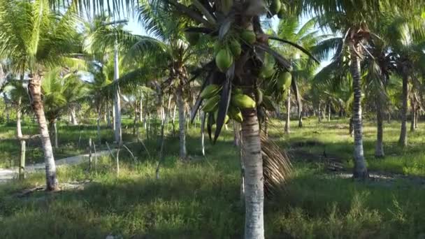 ブラジルのバイーア州コンデ2021年10月7日 バイーア州北海岸のコンデ市におけるココナッツ水生産のためのヤシの木のプランテーション — ストック動画