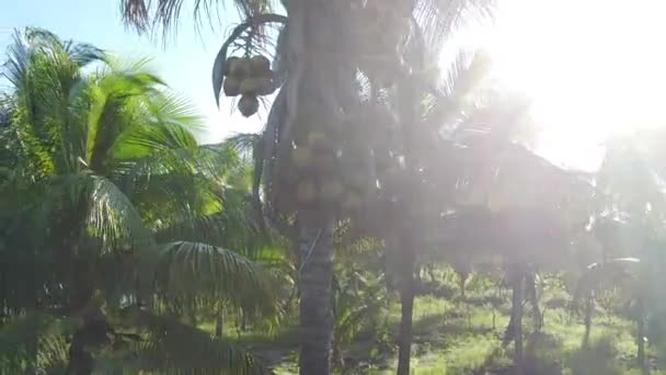 ブラジルのバイーア州コンデ2021年10月7日 バイーア州北海岸のコンデ市におけるココナッツ水生産のためのヤシの木のプランテーション — ストック動画