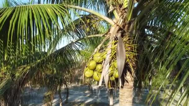 Conde Bahia Brasil Octubre 2021 Plantación Cocoteros Para Producción Agua — Vídeo de stock