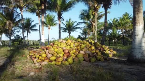 Conde Bahia Brazil Oktober 2021 Lantarbetare Skördar Grön Kokosnöt Gård — Stockvideo