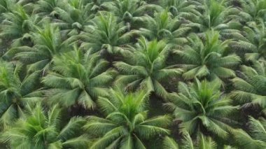 Conde, Bahia, Brezilya - 7 Ekim 2021: Hindistan cevizi ağacı fidanlığı Hindistan cevizi suyu üretimi için Bahia 'nın kuzey kıyısındaki Conde şehrinde.