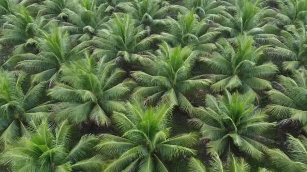 Conde Bahia Brasilien Oktober 2021 Kokospalmenplantage Zur Produktion Von Kokoswasser — Stockvideo