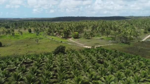Conde Bahia Brasil Octubre 2021 Plantación Cocoteros Para Producción Agua — Vídeo de stock