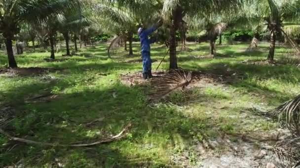 Kond Bahia Brazil Oktober 2021 Landbasert Arbeider Høster Grønn Kokosnøtt – stockvideo