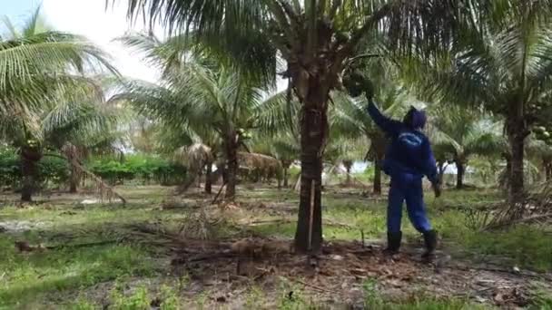 Conde Bahia Brazilië Oktober 2021 Landarbeiders Oogsten Groene Kokosnoot Een — Stockvideo