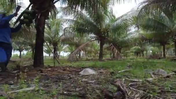 ブラジルのバイーア州コンデ 2021年10月6日 農村労働者がバイーア州北海岸のコンデの農村地域の農場で緑のココナッツを収穫 — ストック動画
