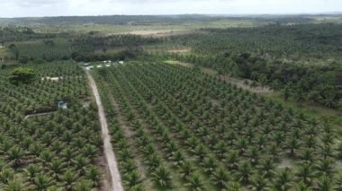 Conde, Bahia, Brezilya - 7 Ekim 2021: Hindistan cevizi ağacı fidanlığı Hindistan cevizi suyu üretimi için Bahia 'nın kuzey kıyısındaki Conde şehrinde.