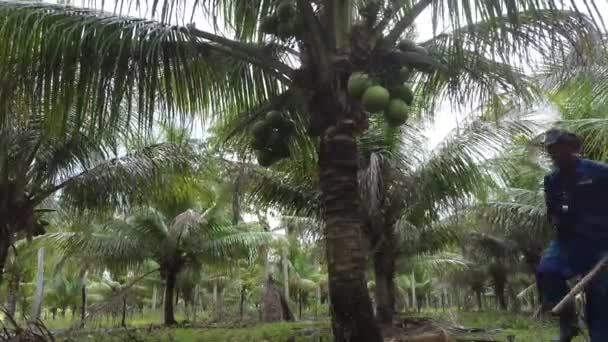 Conde Bahia Brasilien Oktober 2021 Landarbejder Høster Grøn Kokosnød Gård – Stock-video