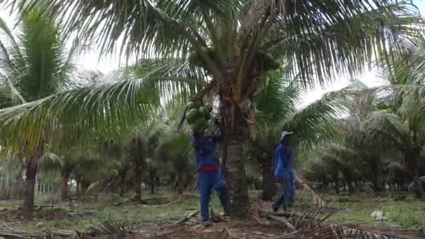 Conde Bahia Brazil October 2021 Rural Worker Harvests Green Coconut — Stock Video