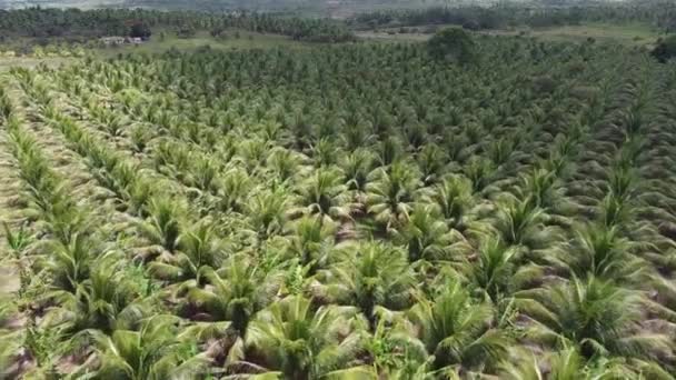 Conde Bahia Brasilien Oktober 2021 Kokospalmenplantage Zur Produktion Von Kokoswasser — Stockvideo