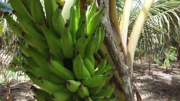 Salvador Bahia Brasilien Oktober 2021 Bananplantage Gård Landområdet Conde Kommune – Stock-video