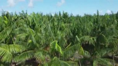 Conde, Bahia, Brezilya - 6 Ekim 2021: Akai - Euterpe oleracea - Bahia 'nın kuzey kıyısındaki Conde kasabasında bir çiftlik..