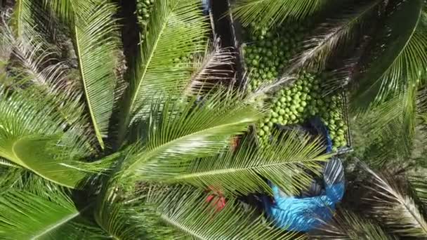 Conde Bahia Brésil Octobre 2021 Plantation Cocotiers Pour Production Eau — Video