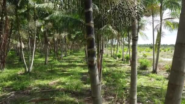 Conde Bahia Brazil Octubre 2021 Plantación Acai Euterpe Oleracea Una — Vídeo de stock