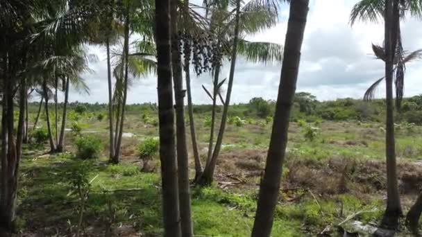 Kond Bahia Brazil Oktober 2021 Beplantning Acai Euterpe Oleracea Gård – stockvideo