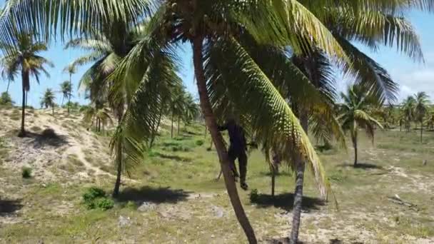 Kond Bahia Brazil Oktober 2021 Arbeideren Klatrer Opp Kokosnøttre Høste – stockvideo