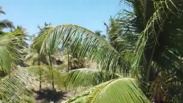Conde Bahia Brazil Października 2021 Plantacja Drzew Kokosowych Produkcji Wody — Wideo stockowe