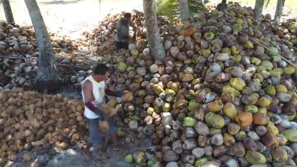 ブラジルのバイーア州コンデ 2021年10月7日 労働者の皮は バイーアの北海岸のコンデの地方自治体の農村部の農場でココナッツフルーツを乾燥させました — ストック動画