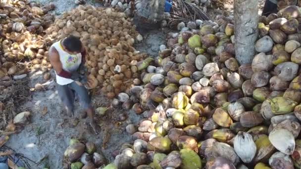 Conde Bahia Brazil Października 2021 Robotnik Obiera Suszone Owoce Kokosowe — Wideo stockowe