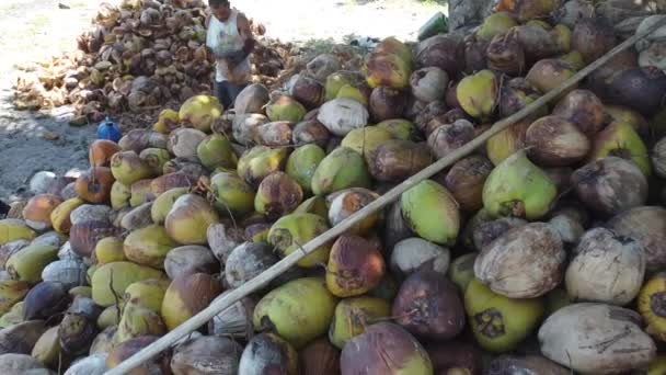 ブラジルのバイーア州コンデ 2021年10月7日 労働者の皮は バイーアの北海岸のコンデの地方自治体の農村部の農場でココナッツフルーツを乾燥させました — ストック動画