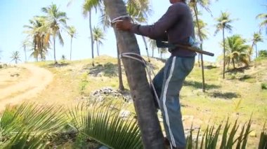 Conde, Bahia, Brezilya - 9 Ekim 2021: işçiler Bahia 'nın kuzey kıyısındaki Conde kentindeki bir çiftlikte hindistan cevizi ağacına tırmanmak için koşum takımı kullanıyor..