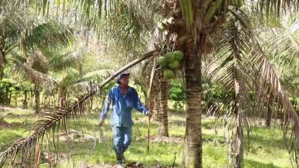 Kond Bahia Brazil Oktober 2021 Landbasert Arbeider Høster Grønn Kokosnøtt – stockvideo