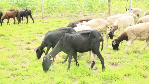 Conde Bahia Brésil Octobre 2021 Élevage Moutons Dans Une Ferme — Video