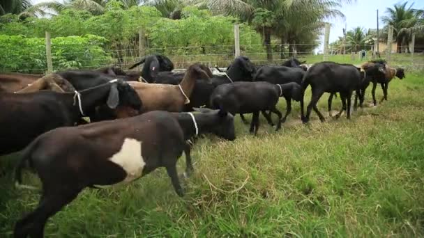 Conde Bahia Brasilien Oktober 2021 Opdræt Får Gård Landet Byen – Stock-video