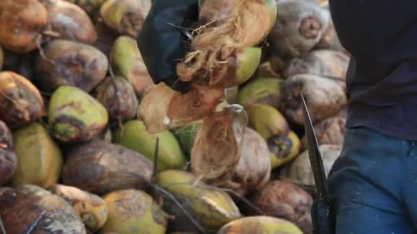 Kond Bahia Brazil Oktober 2021 Arbeidstaker Skreller Tørket Kokosfrukt Akvakulturanlegg – stockvideo
