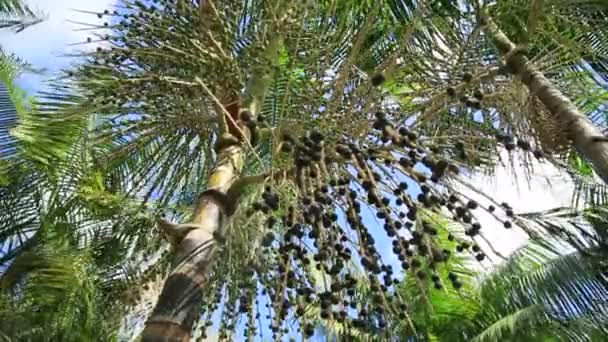 Kond Bahia Brazil Oktober 2021 Beplantning Acai Euterpe Oleracea Gård – stockvideo