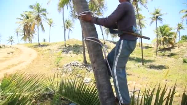 Kond Bahia Brazil Oktober 2021 Arbeideren Klatrer Opp Kokosnøttre Høste – stockvideo