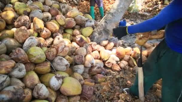Conde Bahia Brazil Października 2021 Robotnik Obiera Suszone Owoce Kokosowe — Wideo stockowe