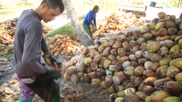 Conde Bahia Brazil Oktober 2021 Arbetare Skalar Torkad Kokosfrukt Gård — Stockvideo