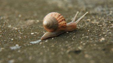 Conde, Bahia, Brezilya - 9 Ekim 2021: Salyangoz Conde şehrinde bir bahçe alanında görüldü.