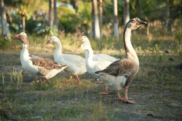 Conde Bahia Brasil Outubro 2021 Criação Gansos Uma Fazenda Zona — Fotografia de Stock