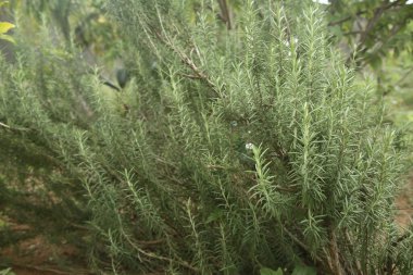 Salvador, Bahia, Brezilya - 6 Kasım 2021: Biberiye bitkisi - Salvia Rosmarinus - Salvador şehrindeki bir sebze bahçesinde görüldü..