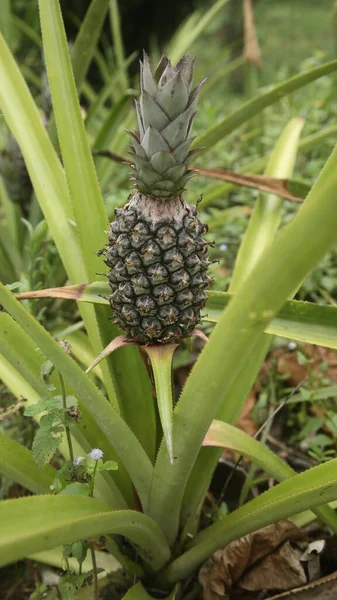 Salvador Bahia Brasil Noviembre 2021 Plantación Piña Huerto Ciudad Salvador —  Fotos de Stock