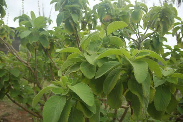 Salvador Bahia Braziliaans November 2021 Boldo Plant Peumus Boldus Zien — Stockfoto