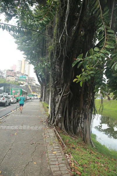 Salvador Bahia Brazil November 2021 Roots Falsa Rubber Tree Plant — Stock Photo, Image