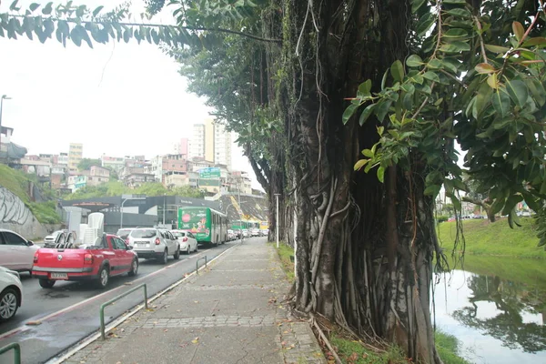 Salvador Bahia Brazil 2021 November Ficus Elastica Gumifa Gyökerei Dique — Stock Fotó