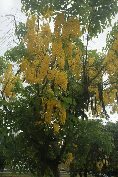 Salvador Bahia Βραζιλία Νοέμβριος 2021 Χρυσά Λουλούδια Δέντρο Βροχής Εμφανίζεται — Φωτογραφία Αρχείου