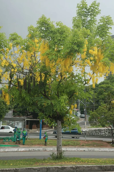 ブラジル バイーア州サラドール2021年11月24日 サルバドール市内の通りに黄金の雨の木の花が見られます — ストック写真