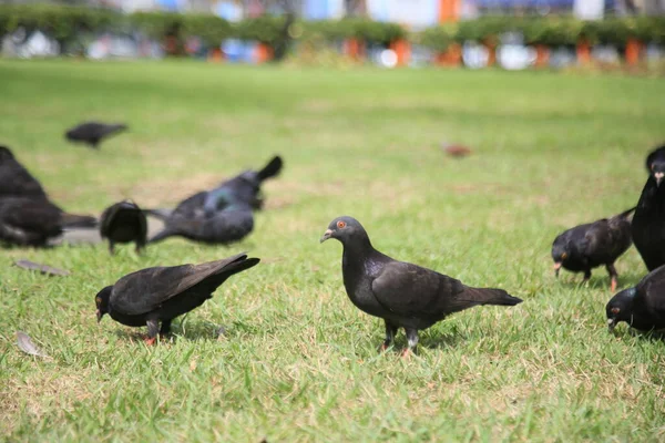 Salvador Bahia Brezilya Temmuz 2021 Salvador Kentindeki Bir Meydanda Güvercinler — Stok fotoğraf