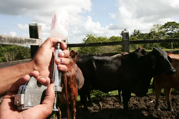 Eunapolis, Bahia, Brezilya - 11 Kasım 2009: Eunapolis kentindeki bir çiftlikte sığırlara yapılan FMD aşısı