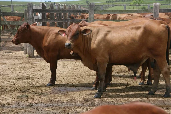 Eunapolis Bahia Brazílie Března 2008 Chov Dobytka Farmě Městě Eunapolis — Stock fotografie