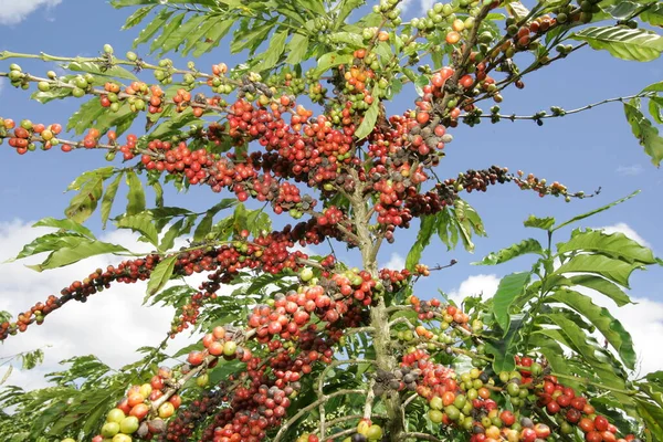 Eunapolis Bahia Brasil Marzo 2011 Plantación Café Conilon Ciudad Eunapolis — Foto de Stock